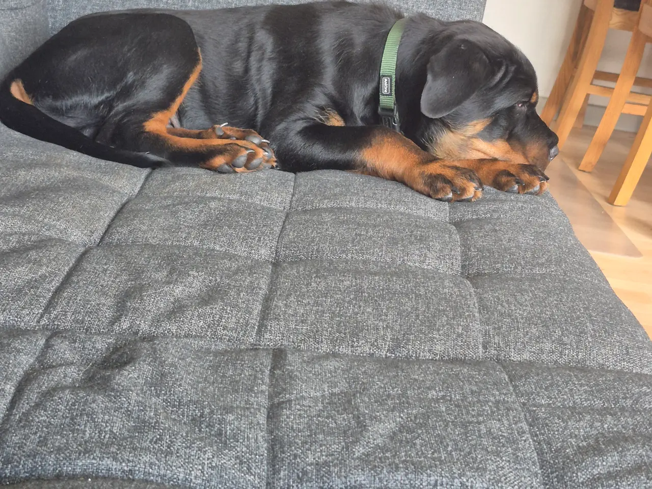 Billede 3 - Rottweiler labrador blanding Sælges