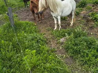 Ponyhoppe 5 år, ca. 105 i stang ifolet