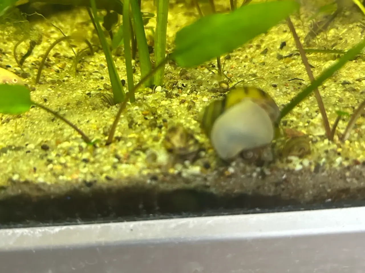Billede 1 - 🐌 Spixi snegle sælges – Voksne & unger | Viby j