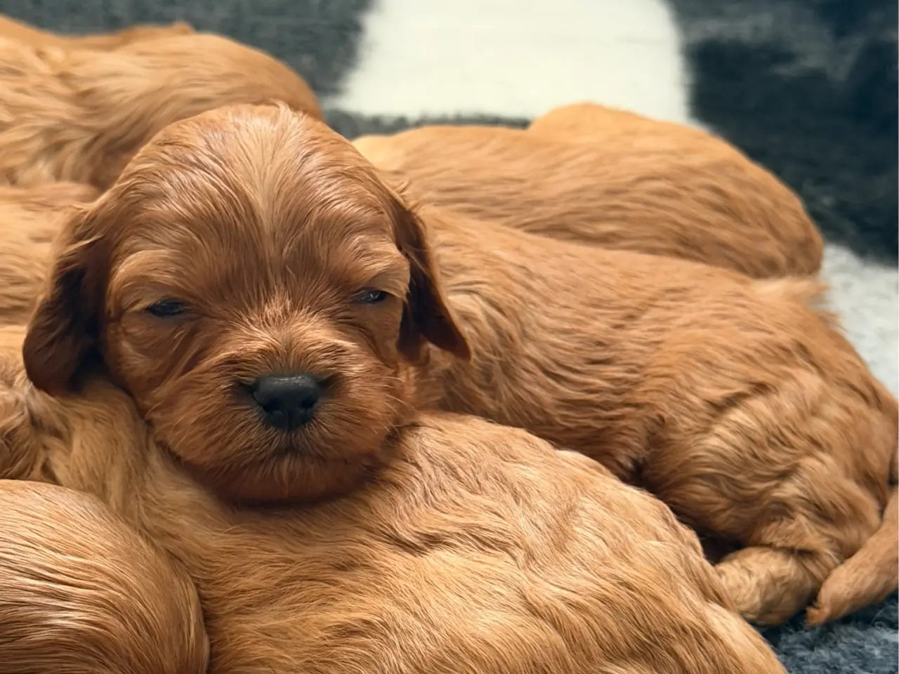 Billede 1 - Cavapoo hvalpe F1