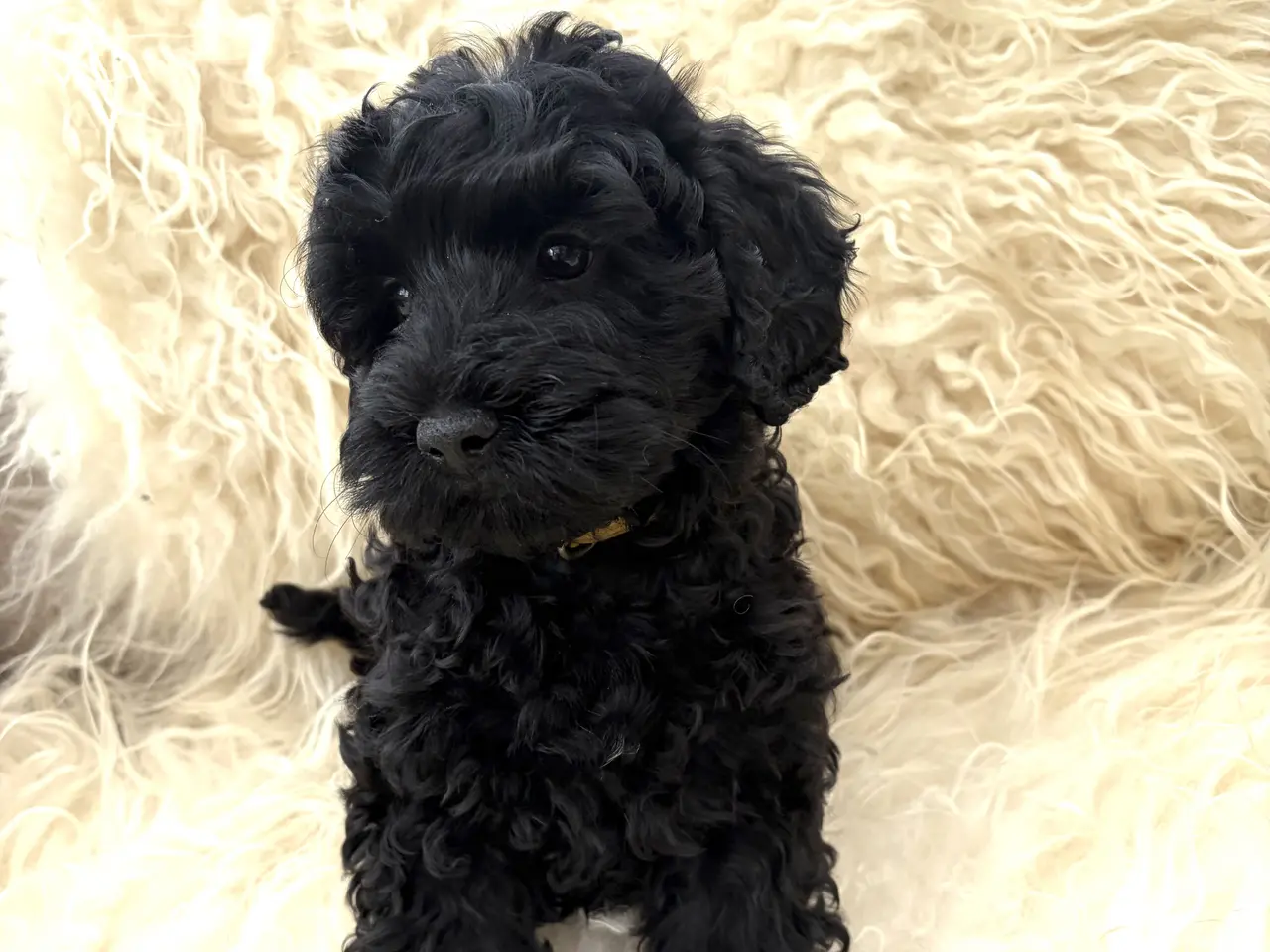 Billede 19 - De smukkeste små fine Cavapoo drenge