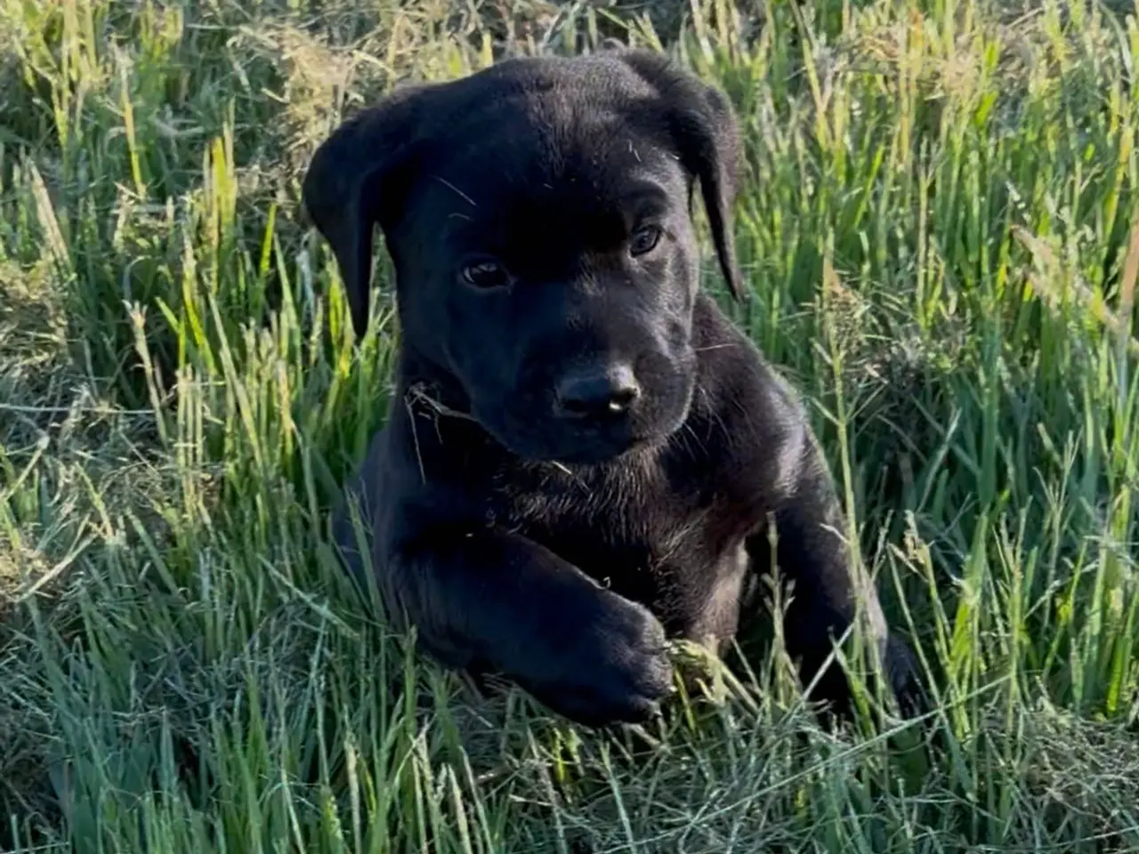 Billede 4 - Labrador hvalpe søger nye familier 🖤