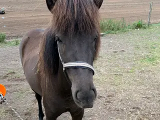 Sød og lækker 3 års hoppe