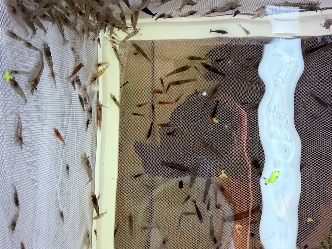 Billede 6 - Flotte mix akvarierejer