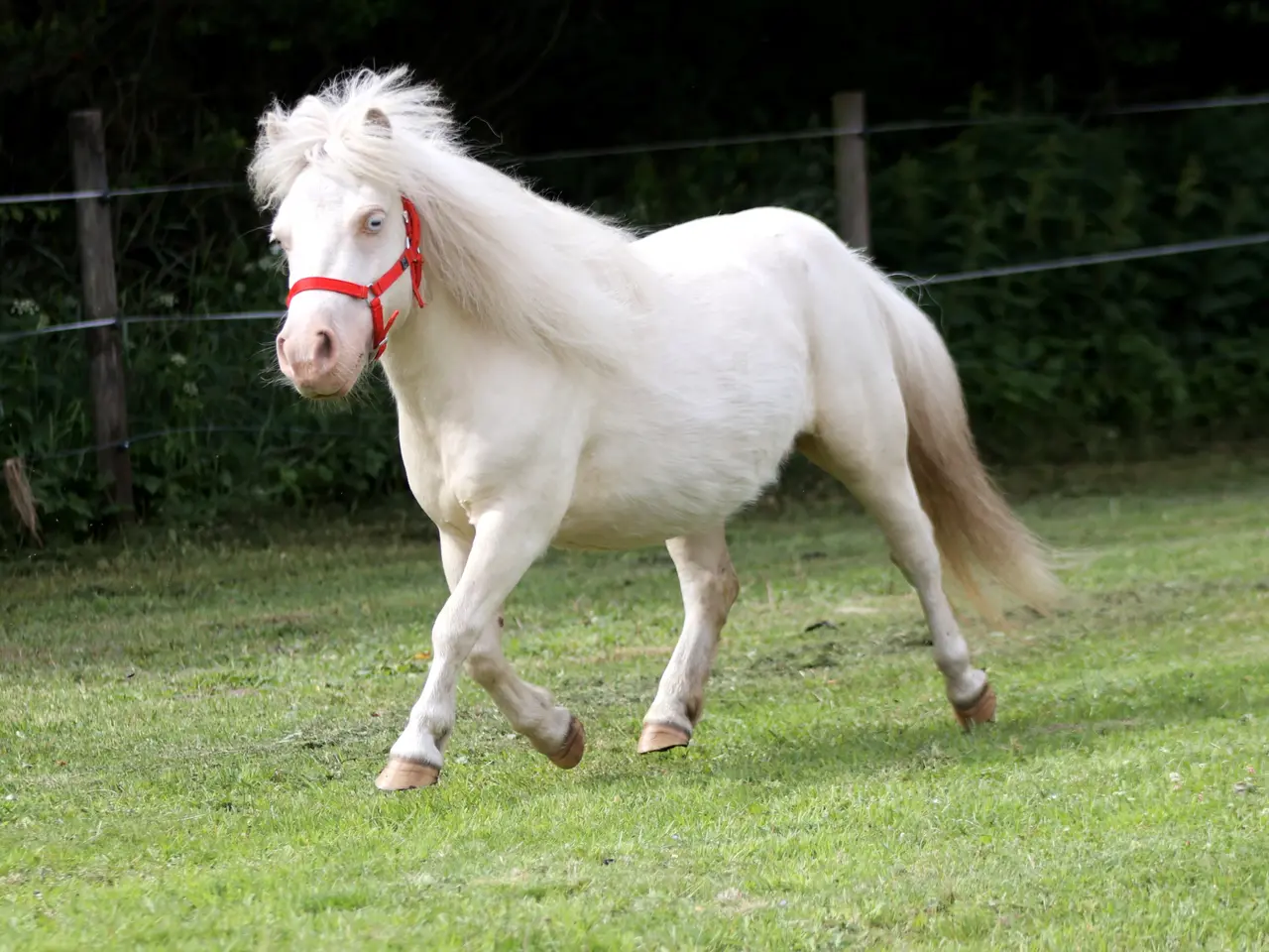Billede 4 - Cremello broget shetlandspony hoppe, mini str.