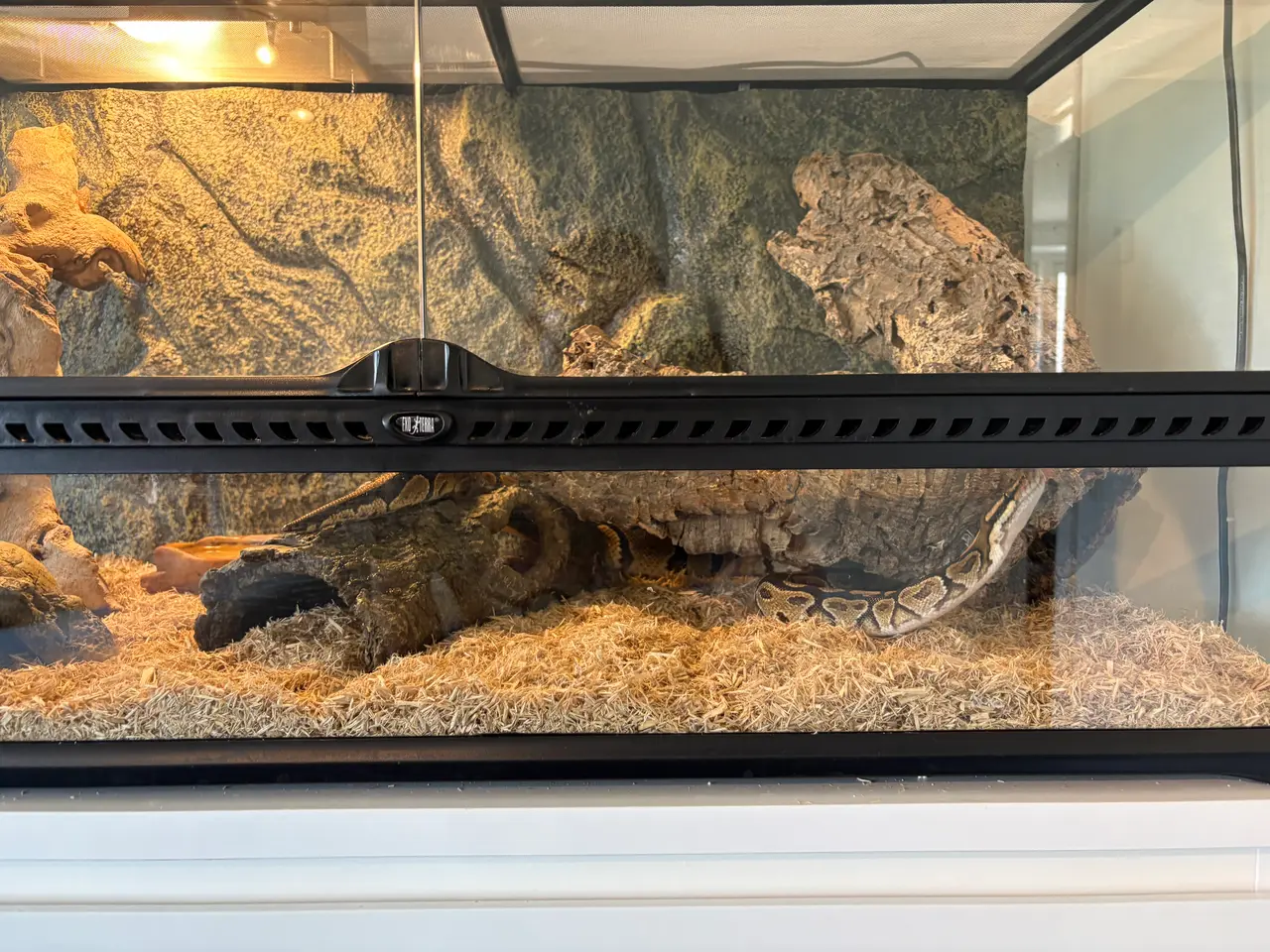 Billede 5 - Kongepython med terrarium 