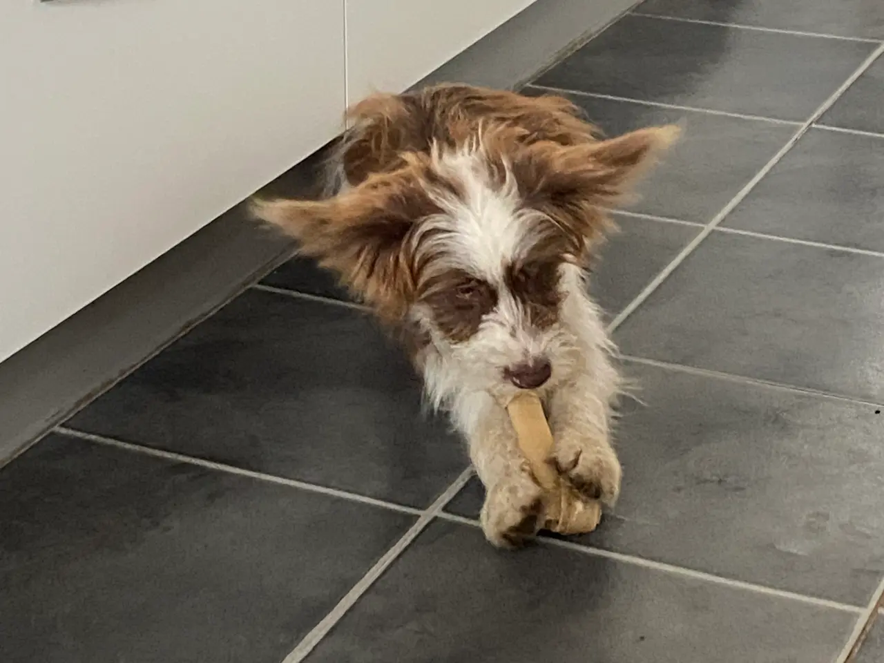 Billede 6 - Chinese crested Powder puff / Border collie
