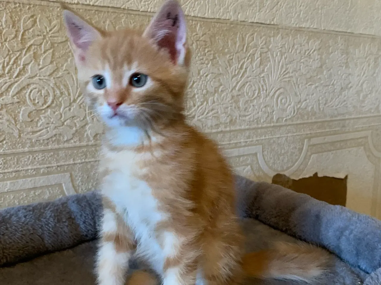 Billede 7 - 25 % mainecoon killinger