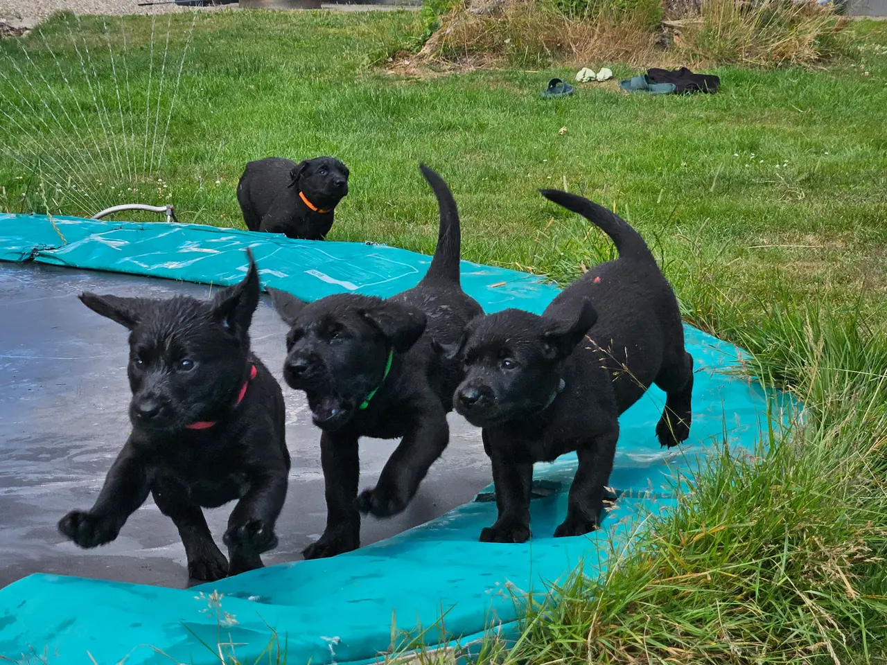Billede 11 - F1 Labrador hvalpe