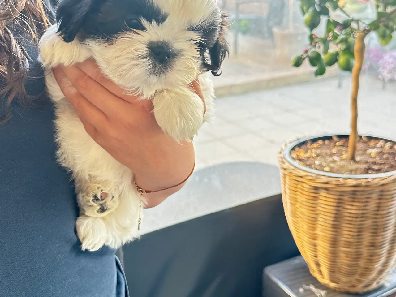 Billede 15 - 💙 Sød små Shih tzu Hvalpe søger sit forever-hjem