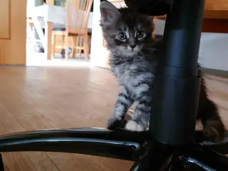 Maine coon killinger, far ægte med tavle