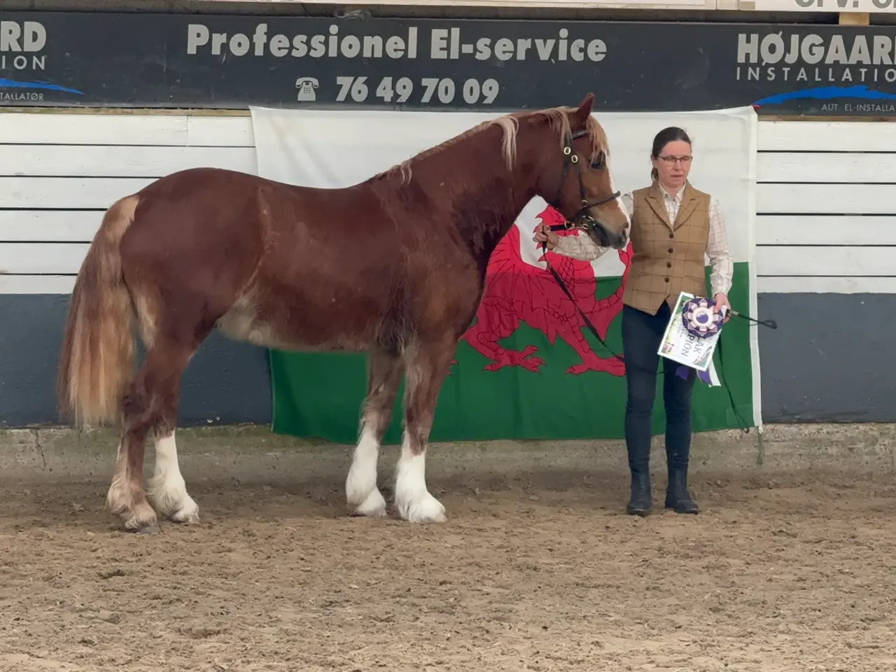 Billede 8 - Welsh cob vallak 