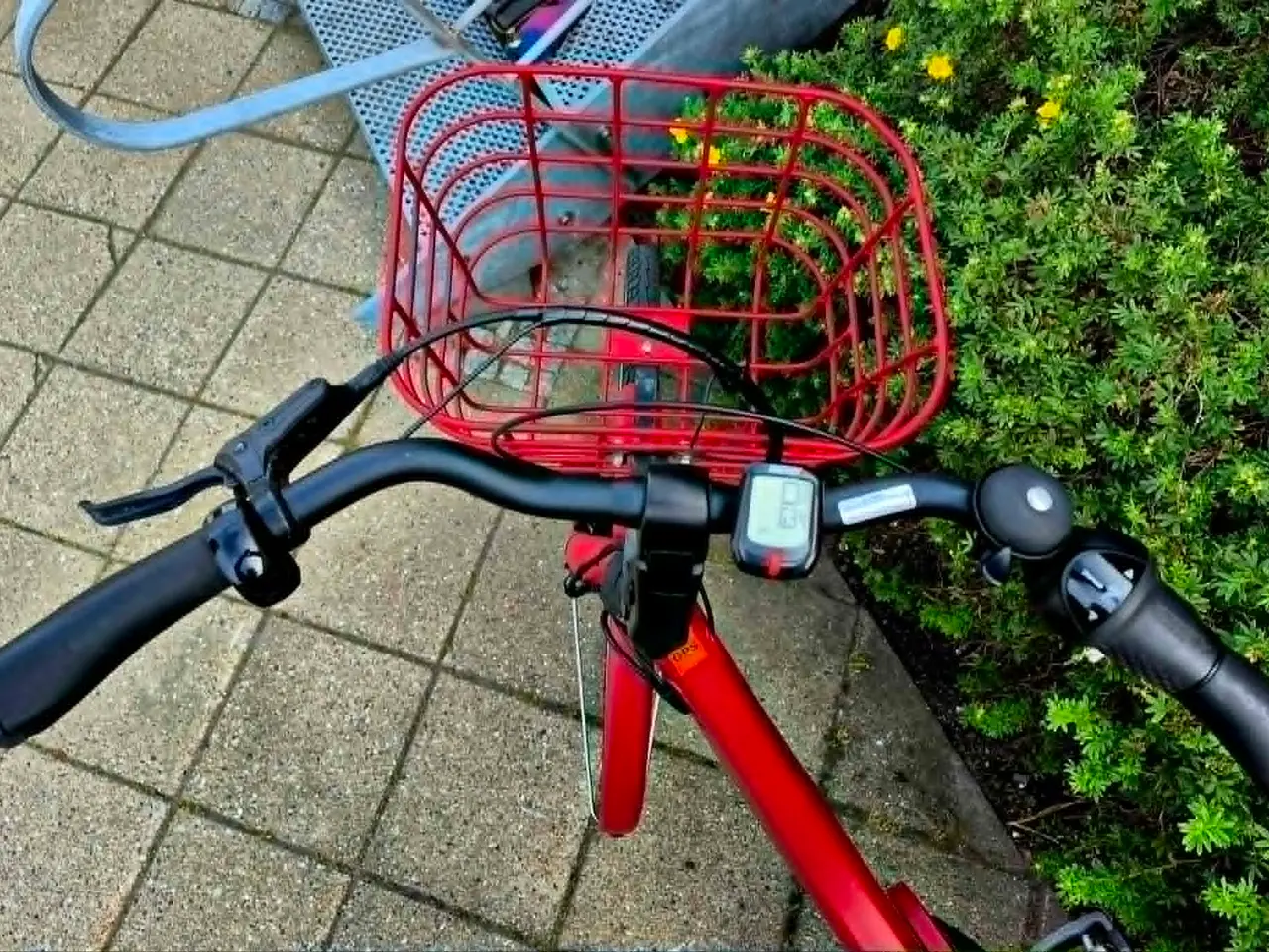 Billede 2 - Winther Red Superb 1