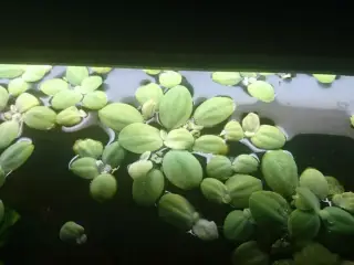 Fine flyde og bundplanter