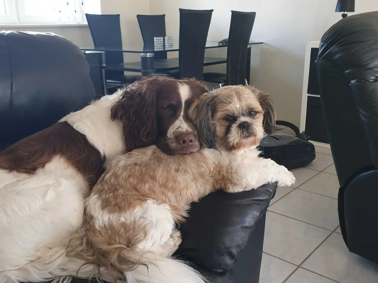 Billede 2 - Hanhund til parring