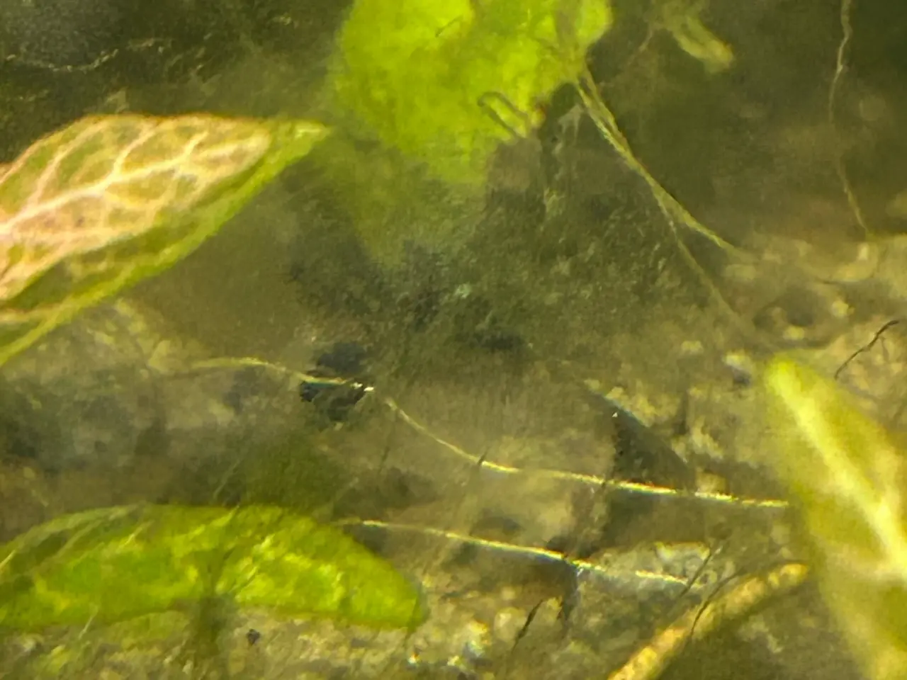Billede 8 - 🐼🌟 Panda Longfin Pansermaller 3-4 cm | Premium |