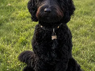 Cockapoo dreng 