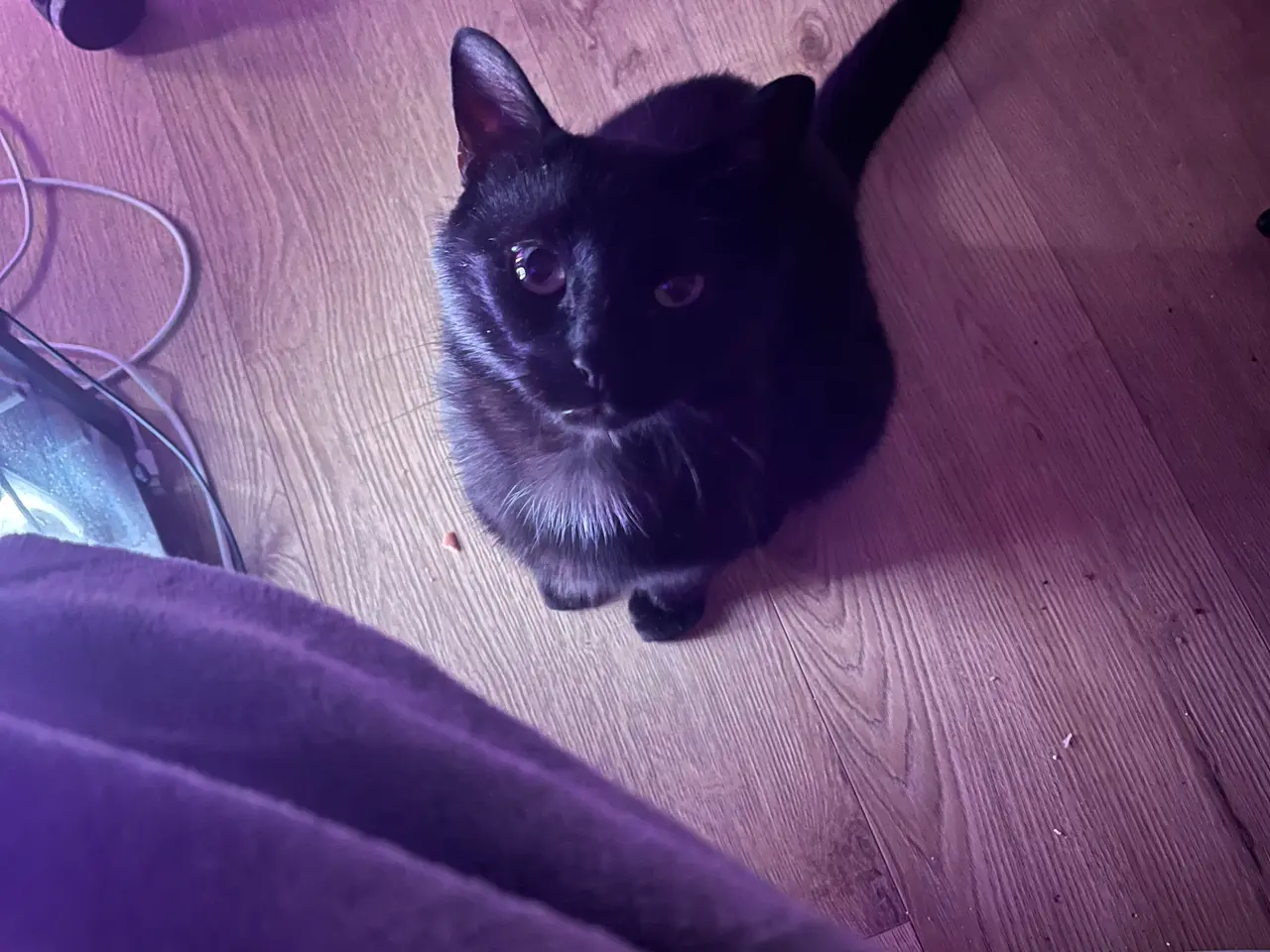 Billede 13 - British shorthair katte sælges