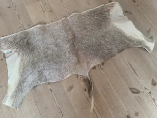 Hvid Blesbuck bagskind