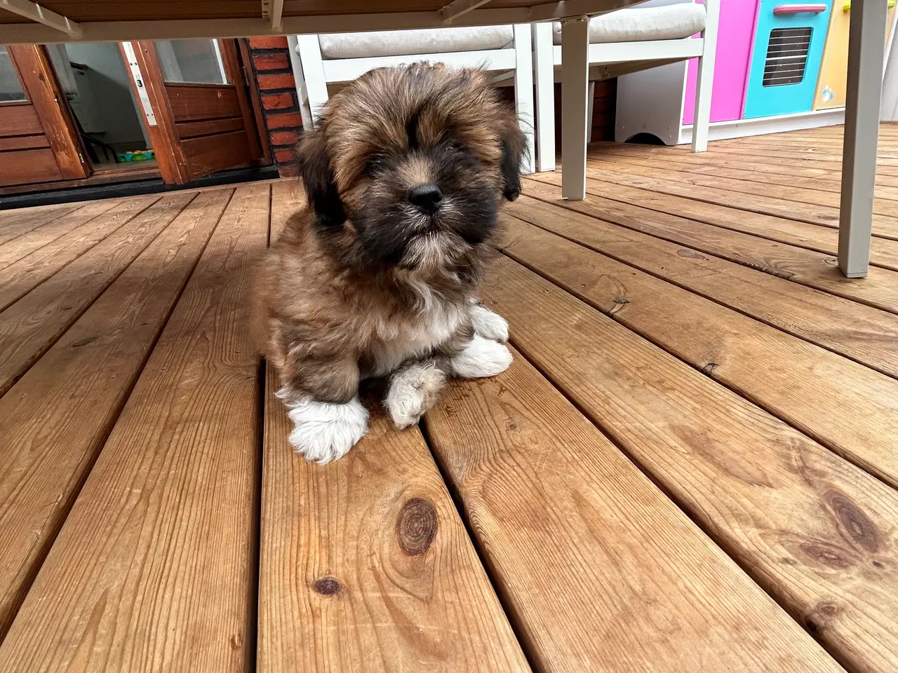 Billede 8 - 3 Lhasa Apso hvalpe, drenge