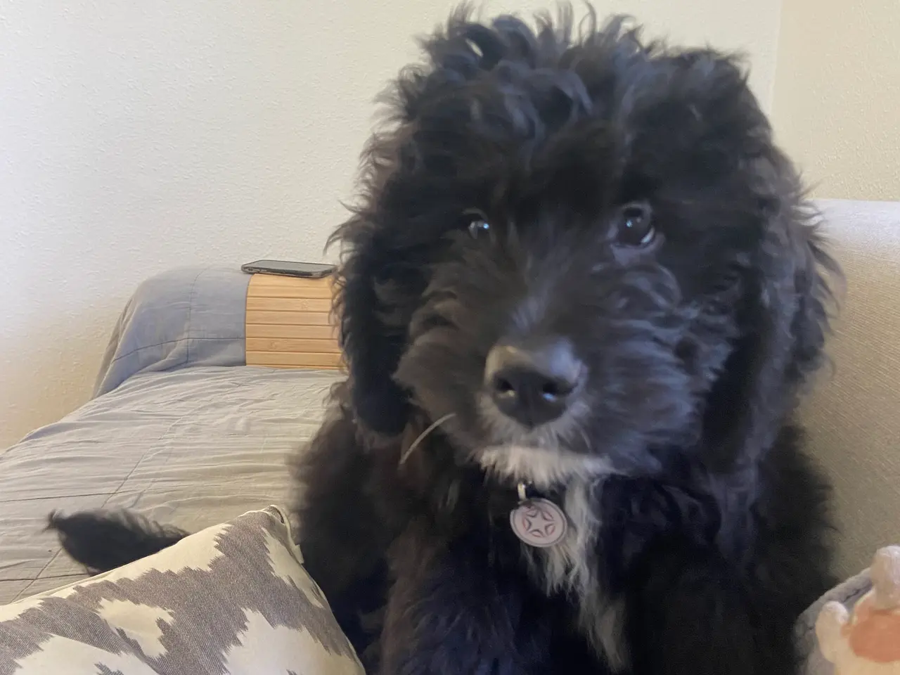 Billede 2 - Bernerdoodle han til parring