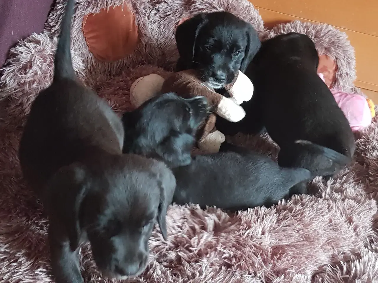 Billede 4 - lækre golden retriever blandinger med Beagle
