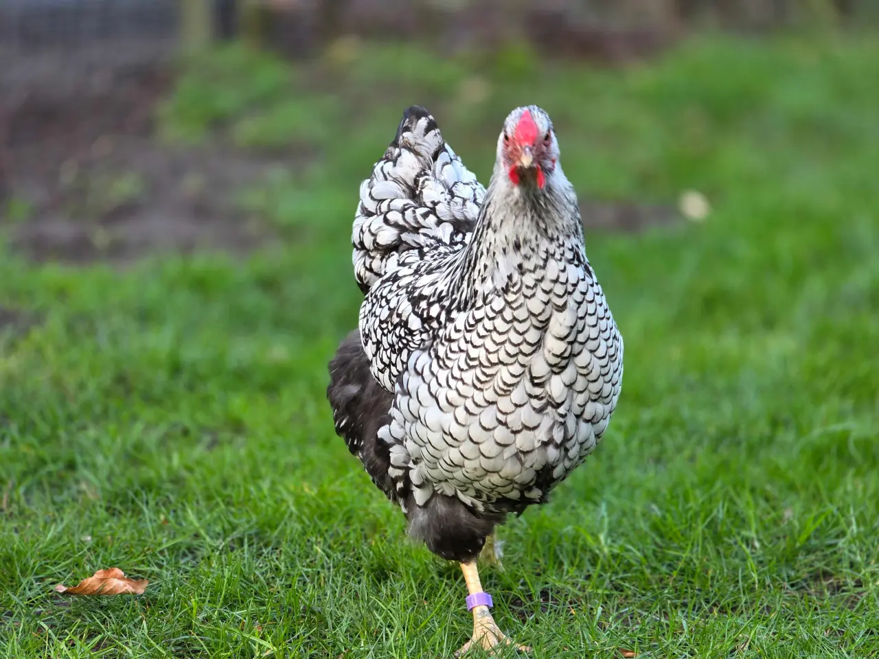 Billede 3 - Rugeæg til salg 🐔🥚fra Silver Laced Wyandotte
