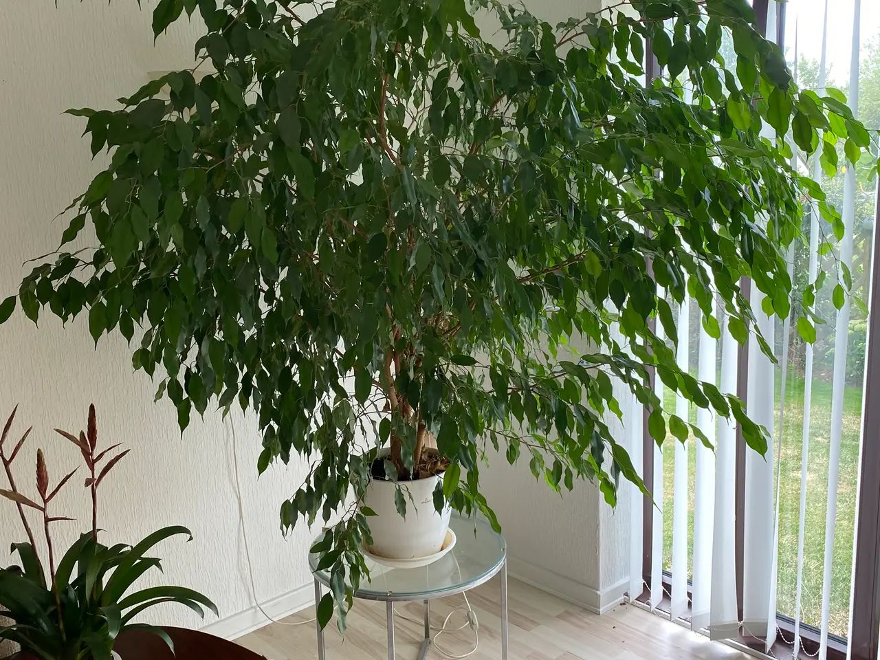 Billede 1 - STOR stuebirk Daniella