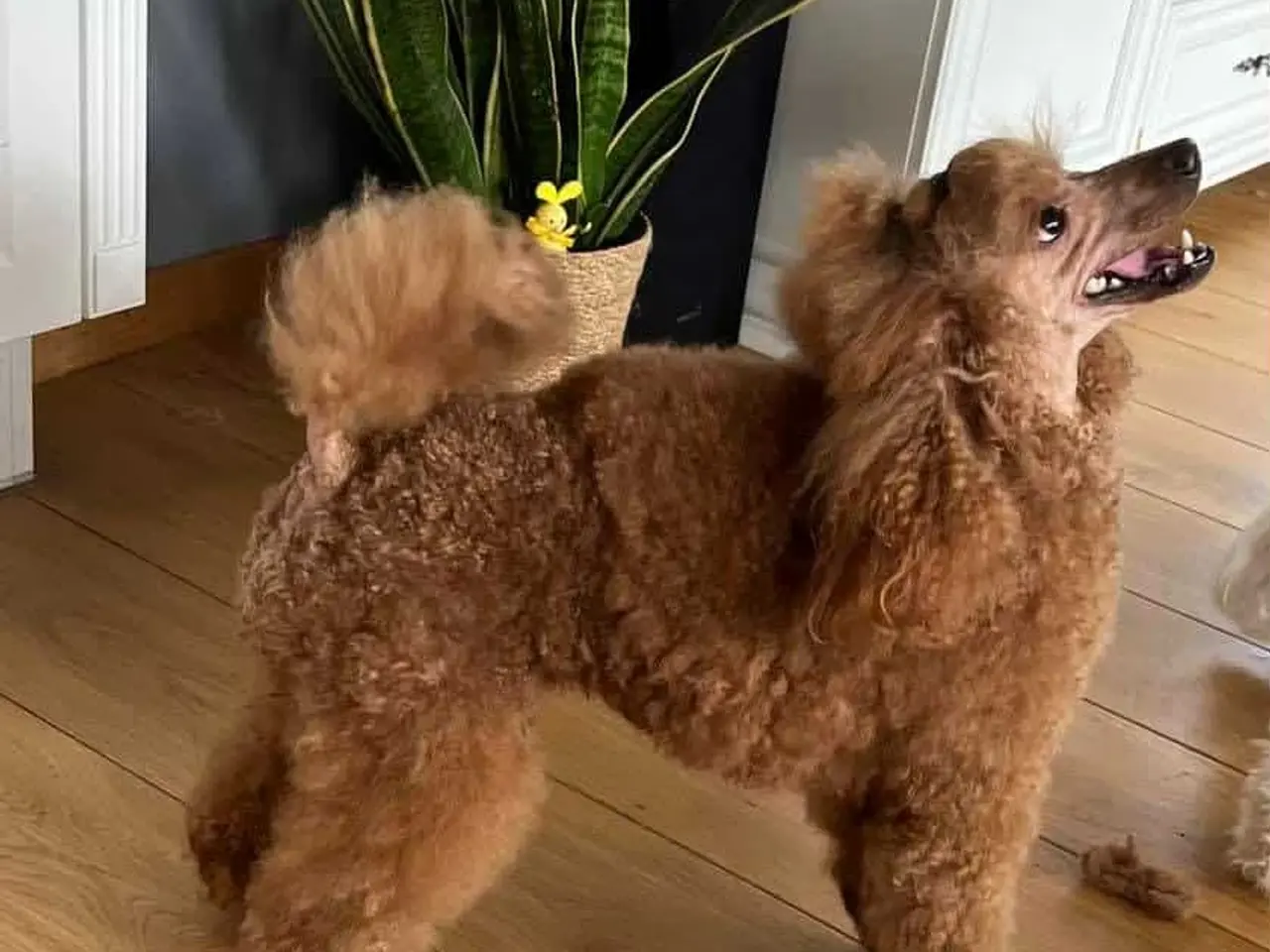 Billede 2 - Avl lille dværg puddel 