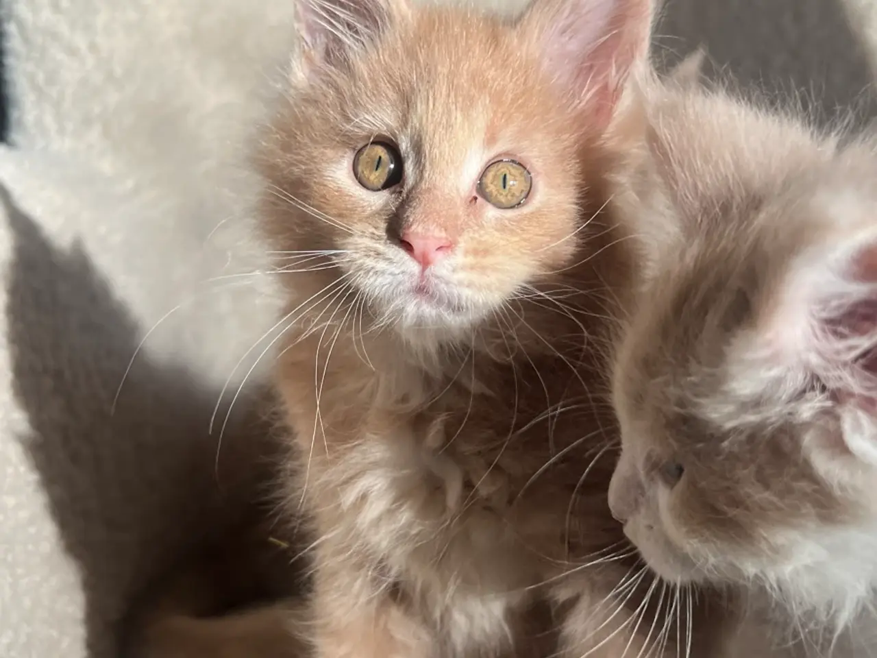 Billede 5 - Mainecoon killinger søger nye hjem