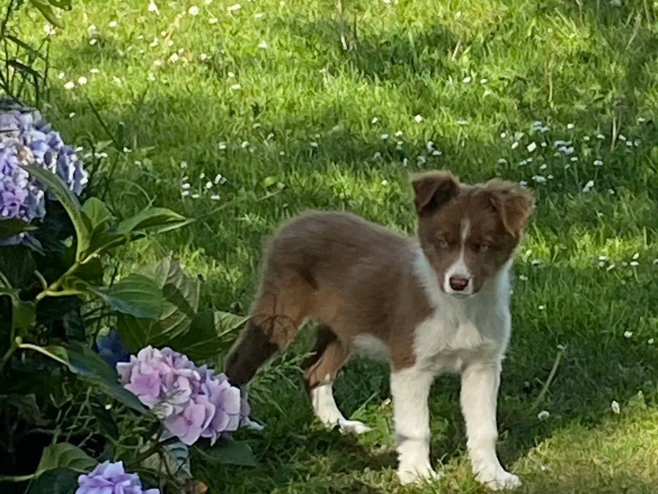 Billede 3 - Border Collie Så er vi Klar