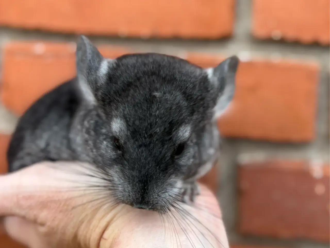 Billede 4 - HAN chinchilla