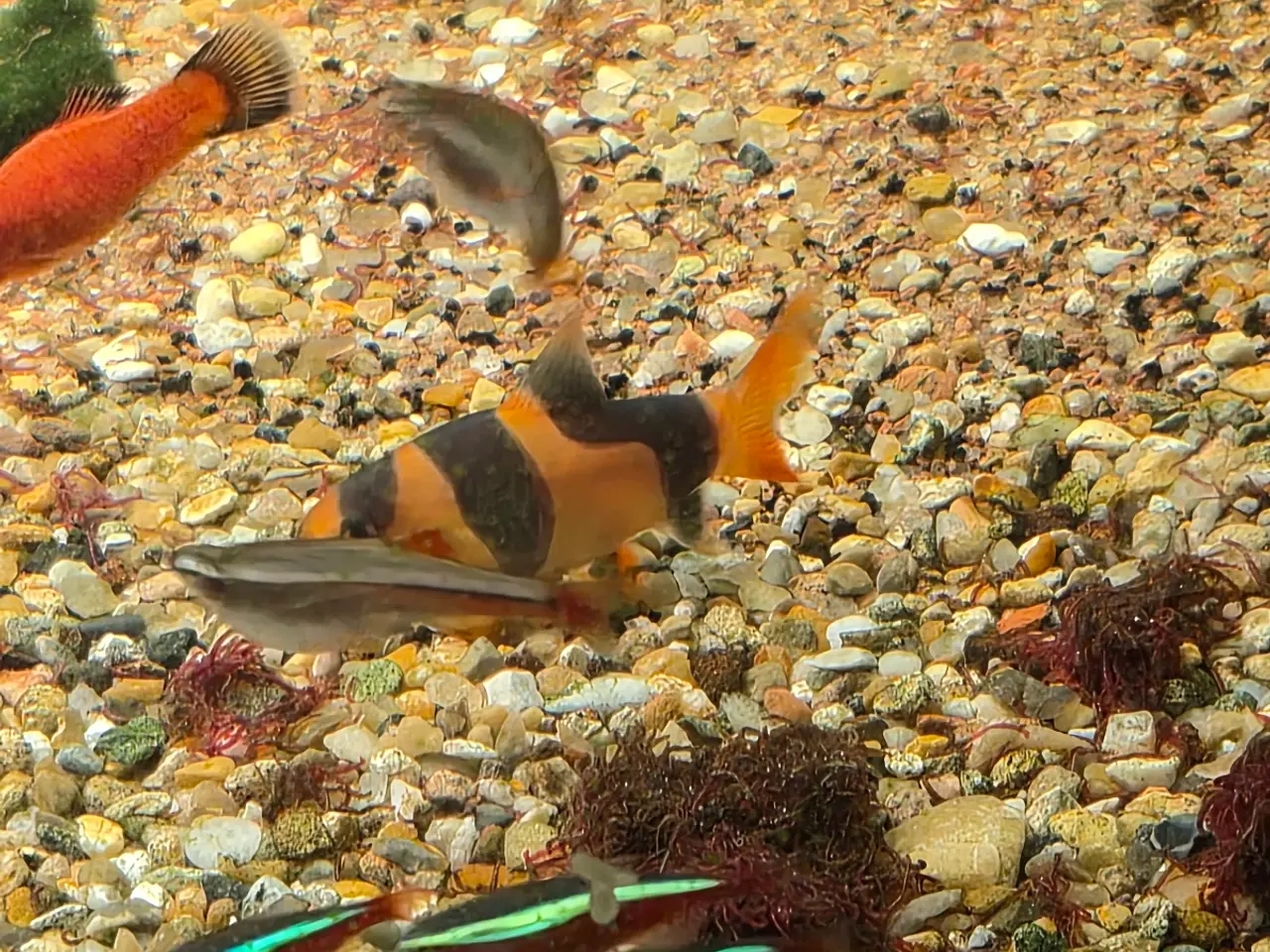 Billede 6 - Pragtsmerlinger, Zebra smerling (Botia striata), k