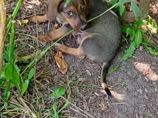 Dansksvenskgårdhund/ gravhund
