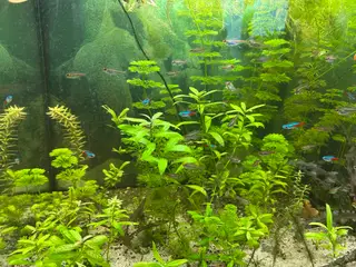 🌿 Levende akvarieplanter – 2 stk. GLS