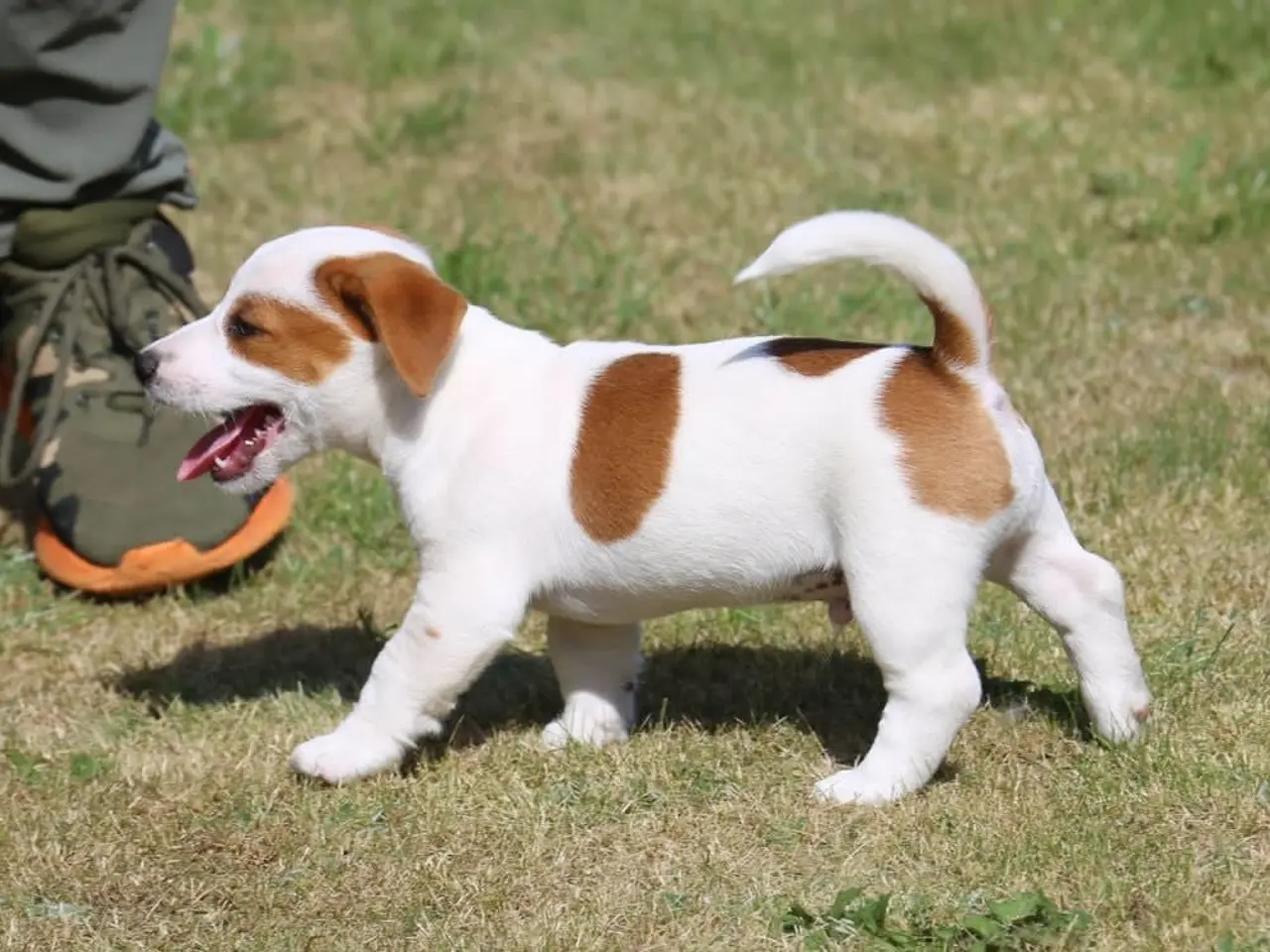 Billede 1 - DKK Jack Russell hvalpe – 1 han tilbage "Birk"