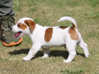DKK Jack Russell hvalpe – 1 han tilbage "Birk"