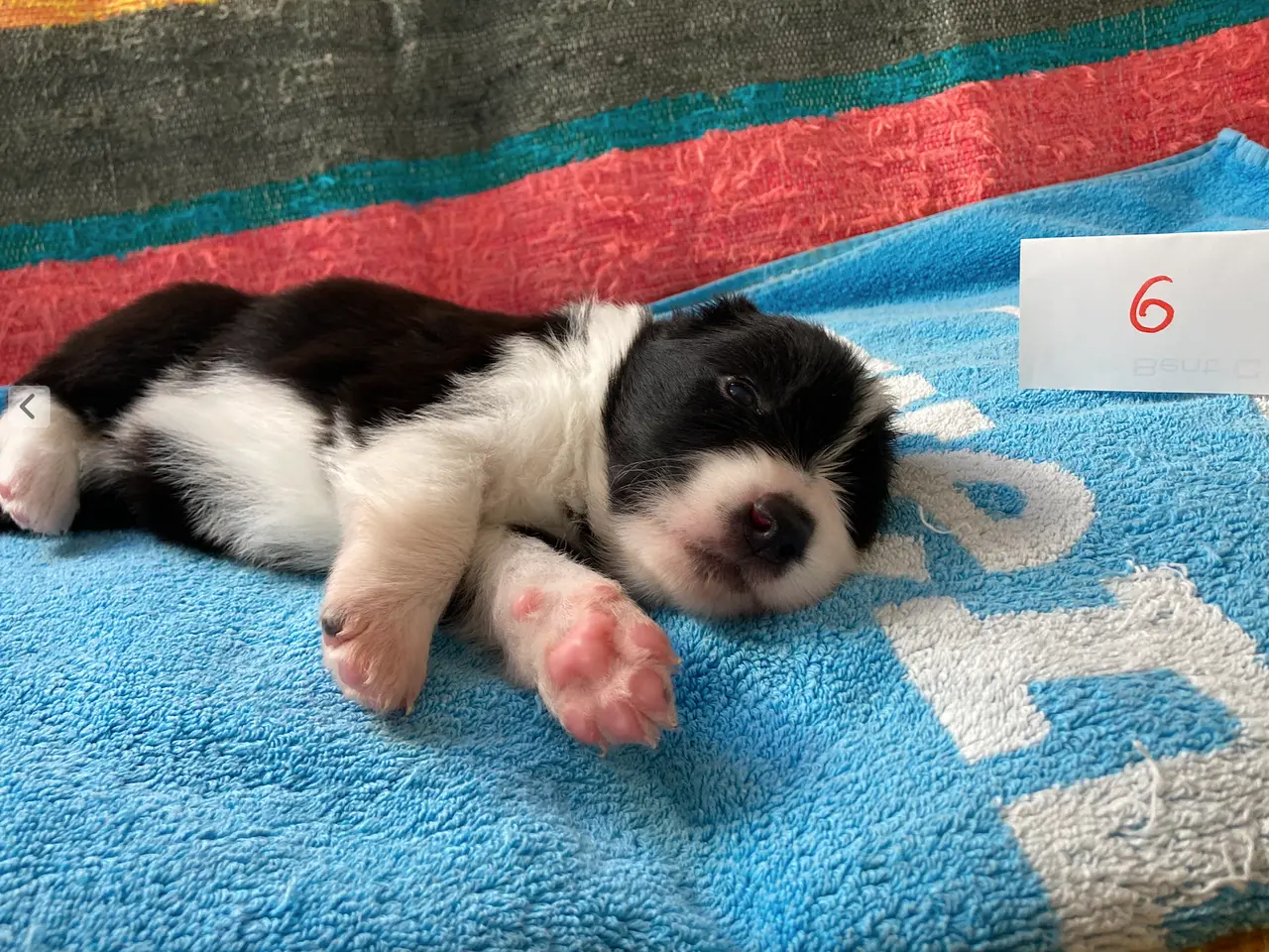 Billede 9 - Border Collie hvalpe