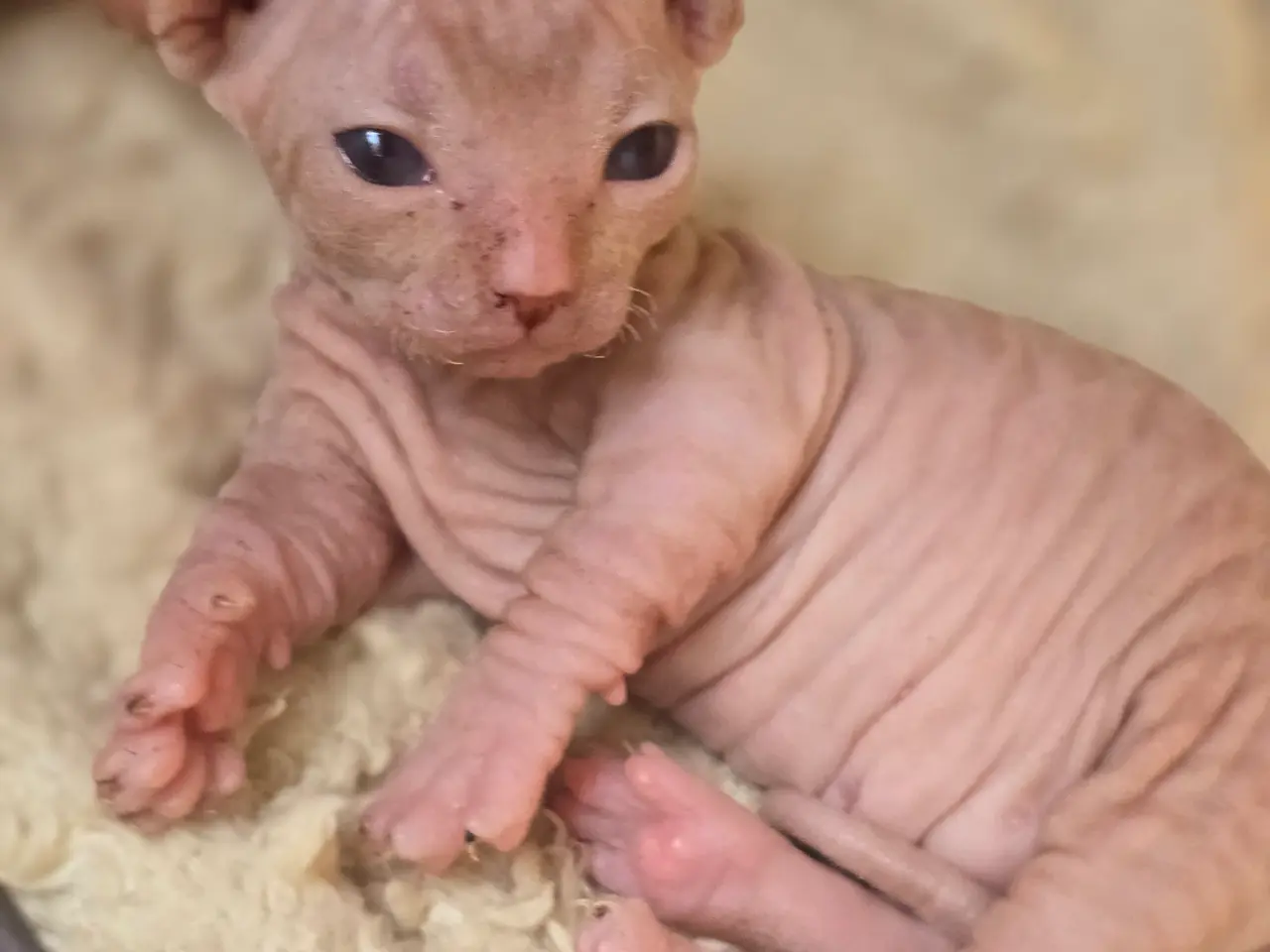 Billede 5 - Sphynx Mikkel fartstribe 