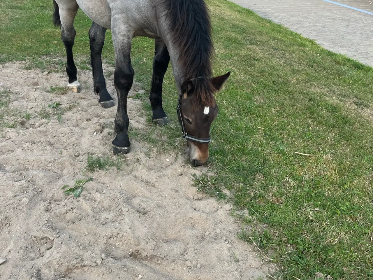 Billede 1 -