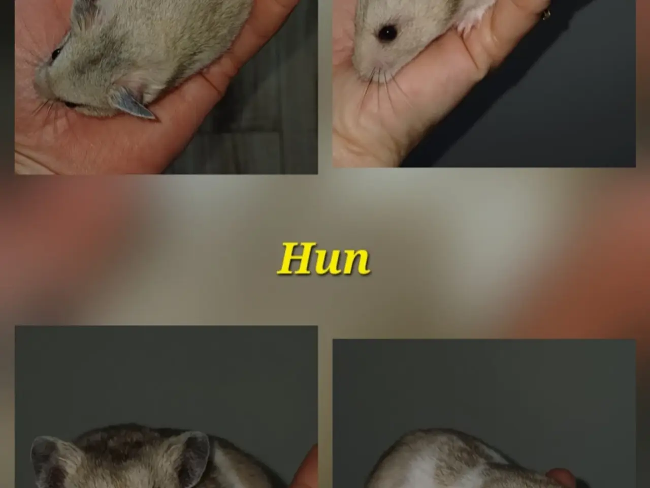 Billede 2 - Guldhamster unger