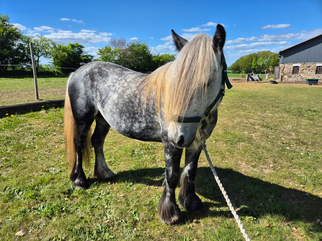 Billede 5 - Fellpony dreng 