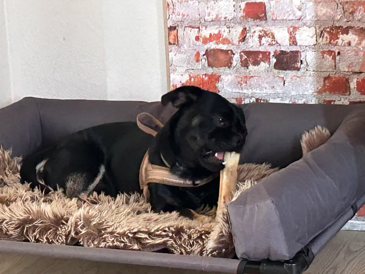 Billede 2 - Dejlig lille blandings han hund