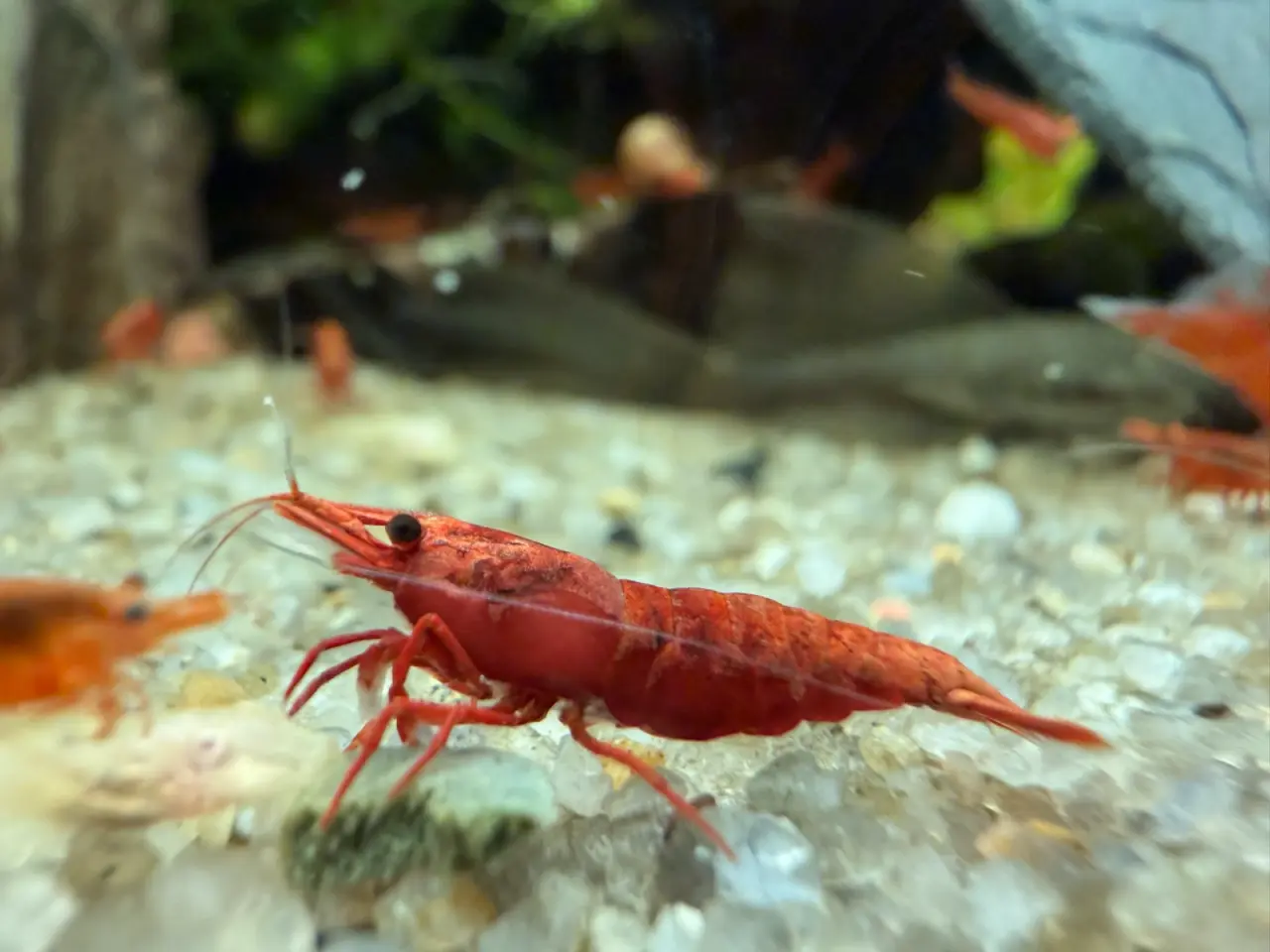 Billede 19 - đSuper flotte Fire Red rejerđ lysere og mĂĽrkere