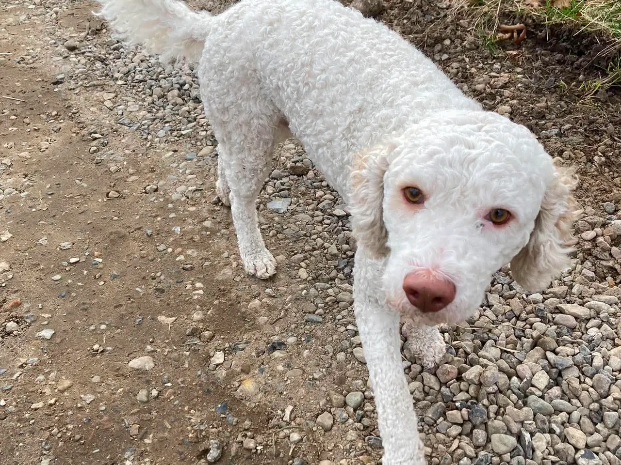 Billede 7 - Lagotto Romaonolo