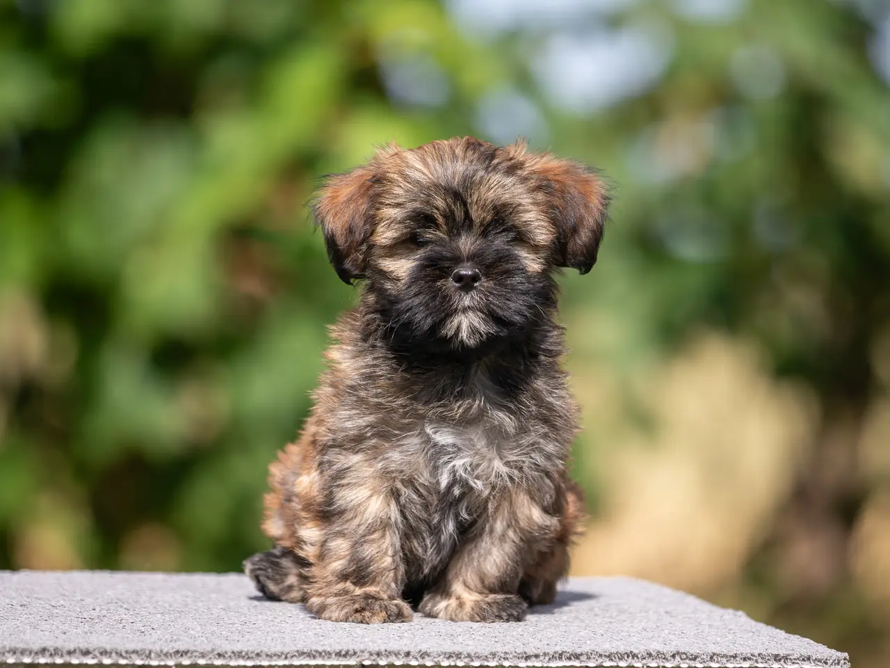 Billede 1 - Lhasa Apso hvalpe med DANSK KENNEL KLUB STAMBOG