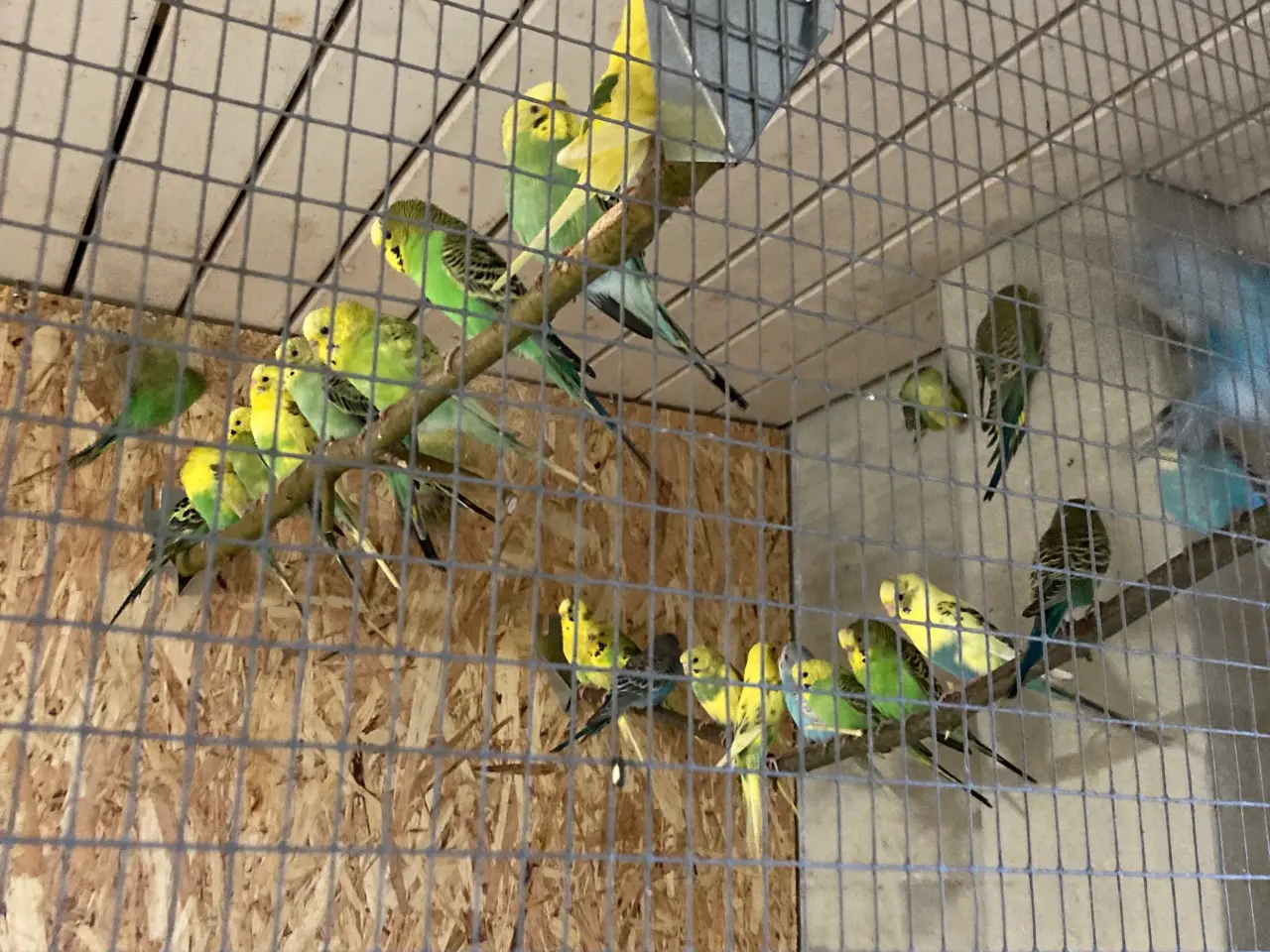 Billede 1 - Undulater voksne 1år mange flotte mange hunne