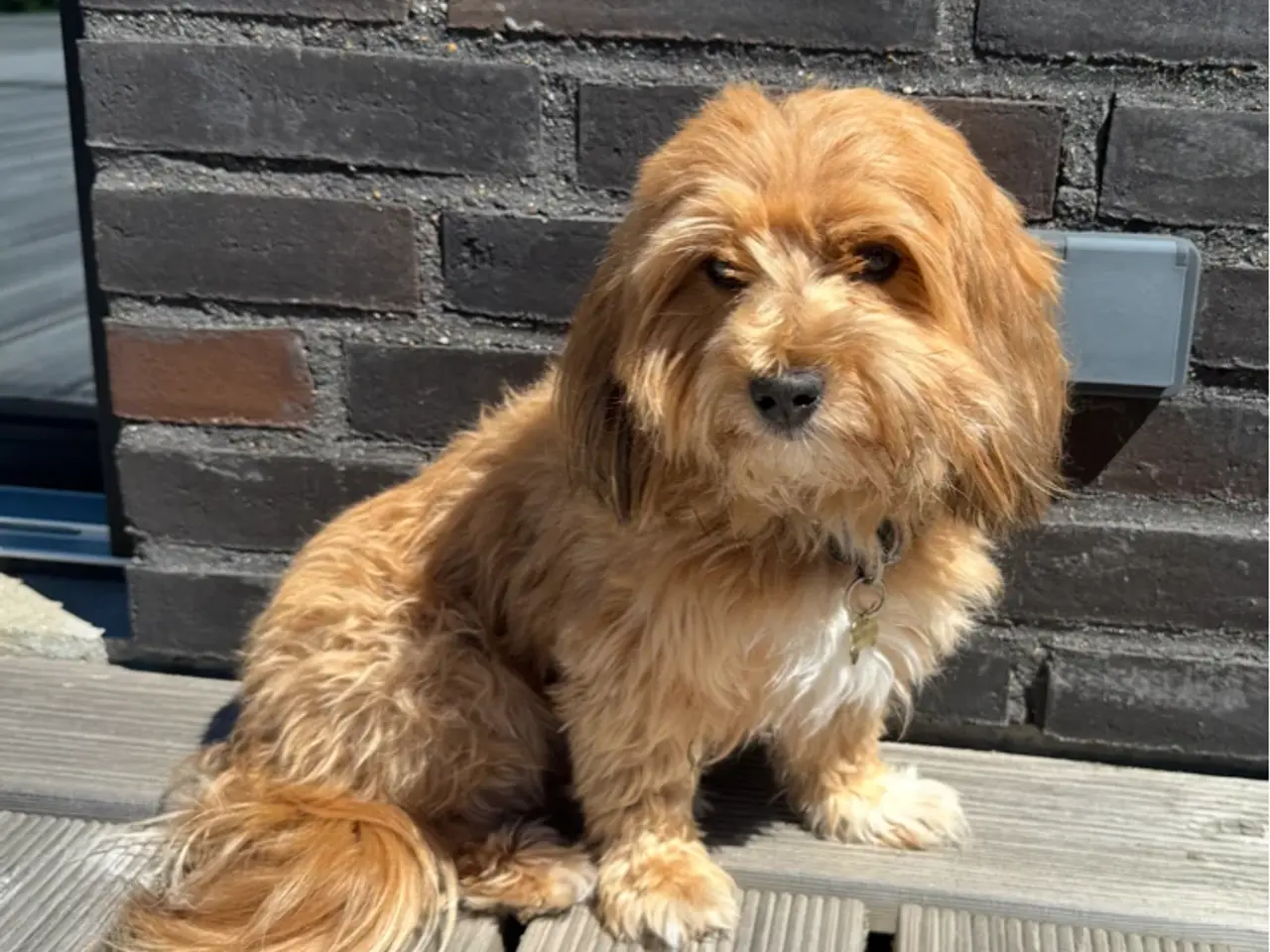 Billede 7 - Bichon havanais hvalp