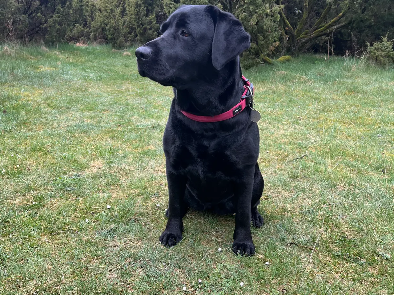 Billede 3 - 🐾 Sorte Labradorhvalpe – gammeldags type 🐾