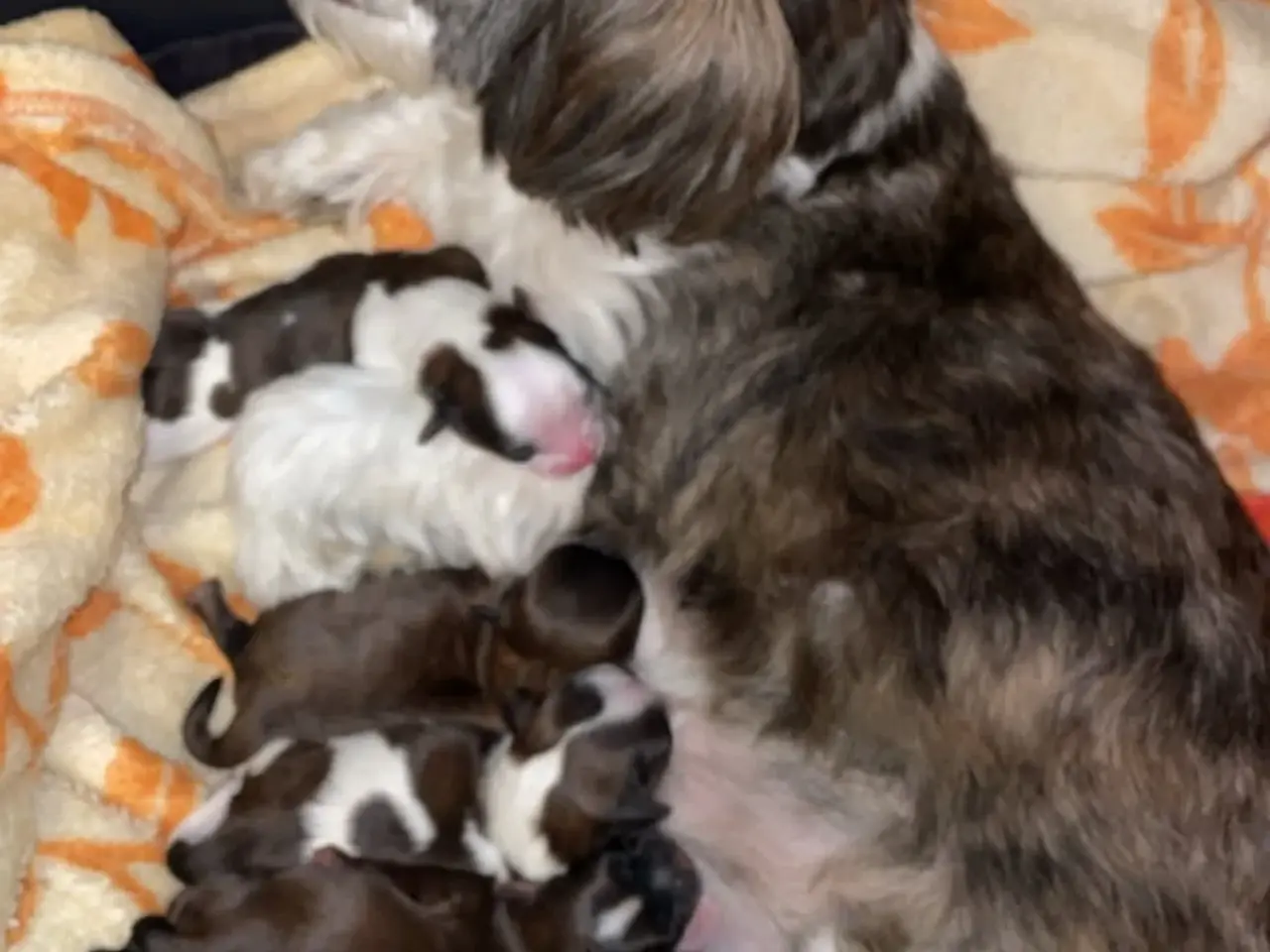 Billede 10 - Shih Tzu Vil du på date med mig